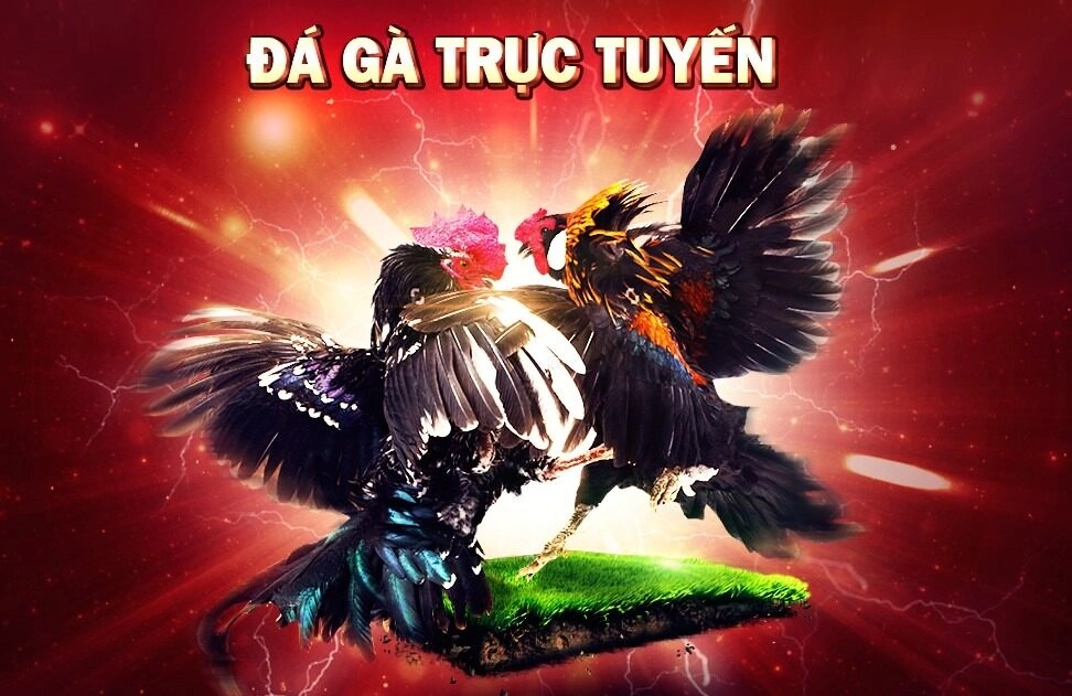 Đá gà VN88 mang đến cho người chơi trải nghiệm cá cược đỉnh cao